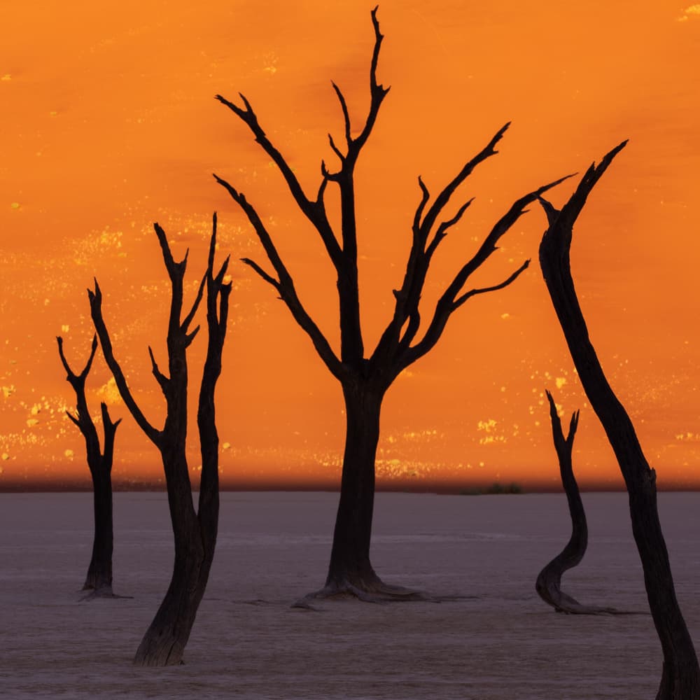 Stark Trees Sunset by UU — canvas wall art