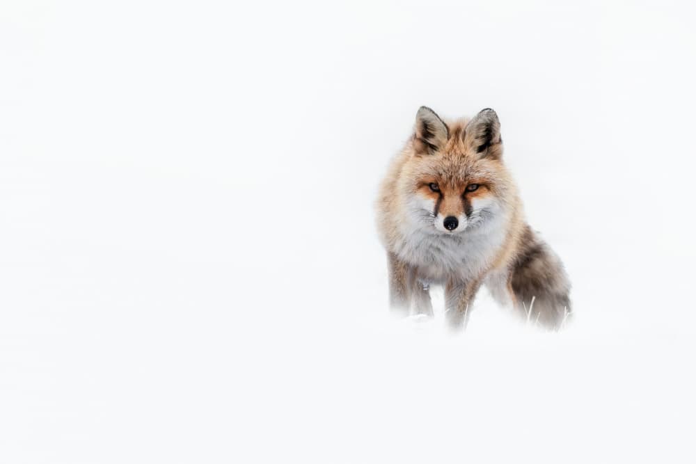 Intense Winter Fox by Tom Meier — canvas wall art