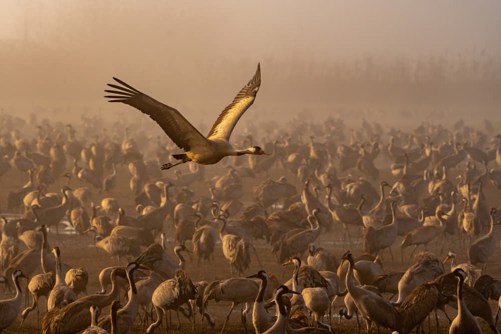 Misty Crane Flight by Guy Wilson — canvas wall art