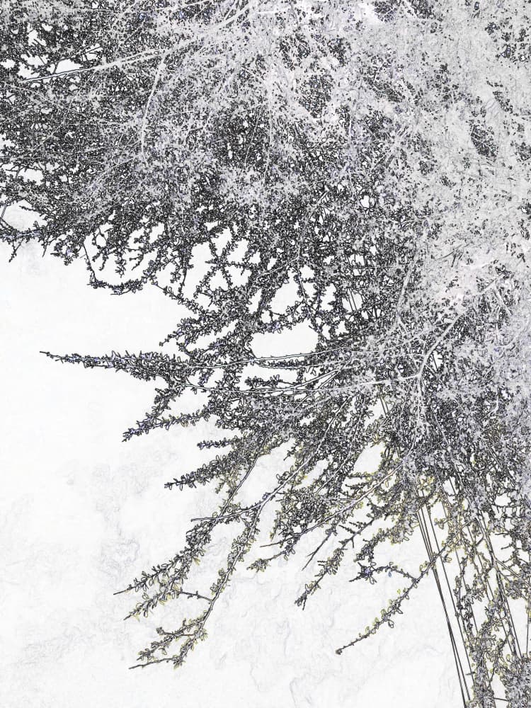 Delicate Winter Branches by Santhosh ch — canvas wall art