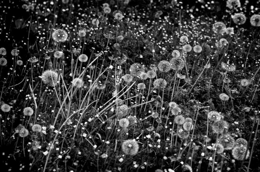 Delicate Dandelion Dreams by Maryse Dardaillon — canvas wall art