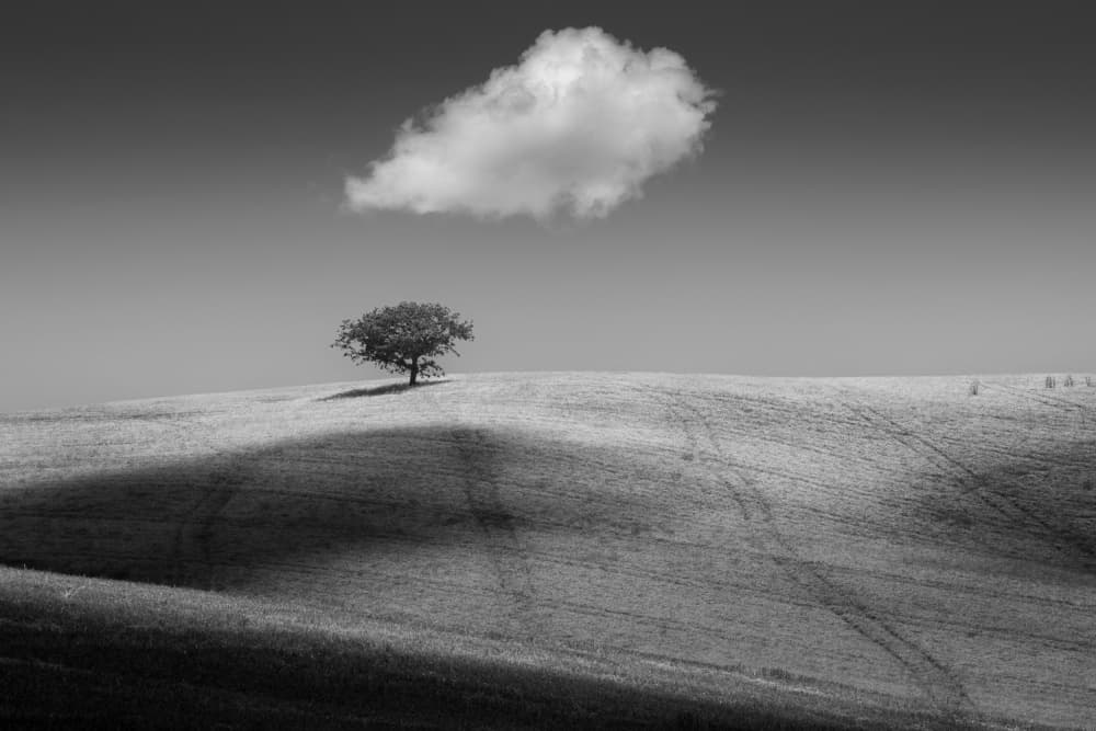 Lone Tree Shadow by Thomas de Franzoni — canvas wall art