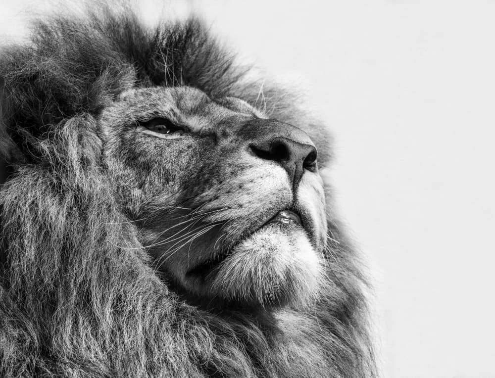 Majestic Lion Profile by Natascha Worseling — canvas wall art