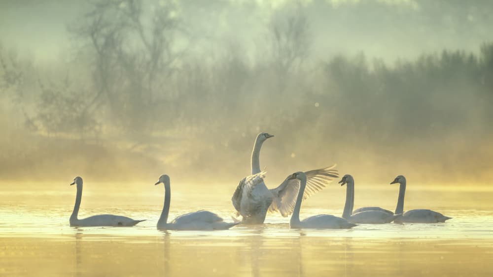 Swans In Golden Mist by Joan Zhang — canvas wall art