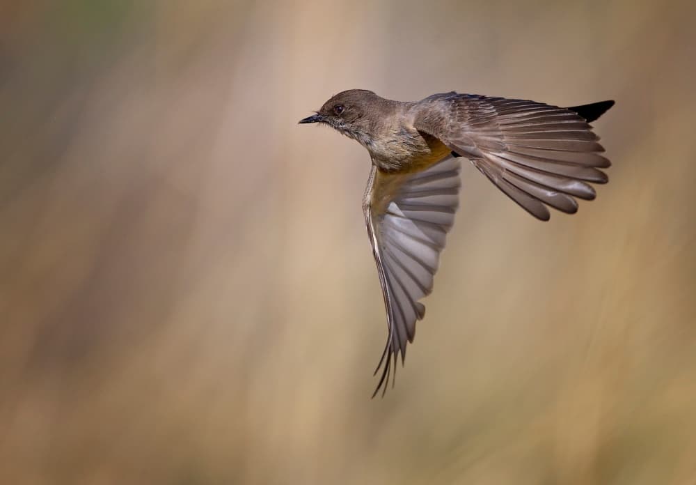 Bird in Golden Flight by verdon — canvas wall art