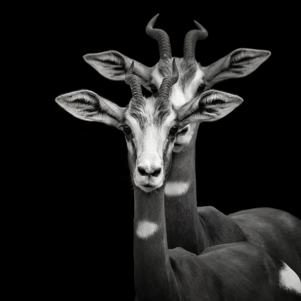 Elegant Gazelle Duo by Mathilde Guillemot — canvas wall art