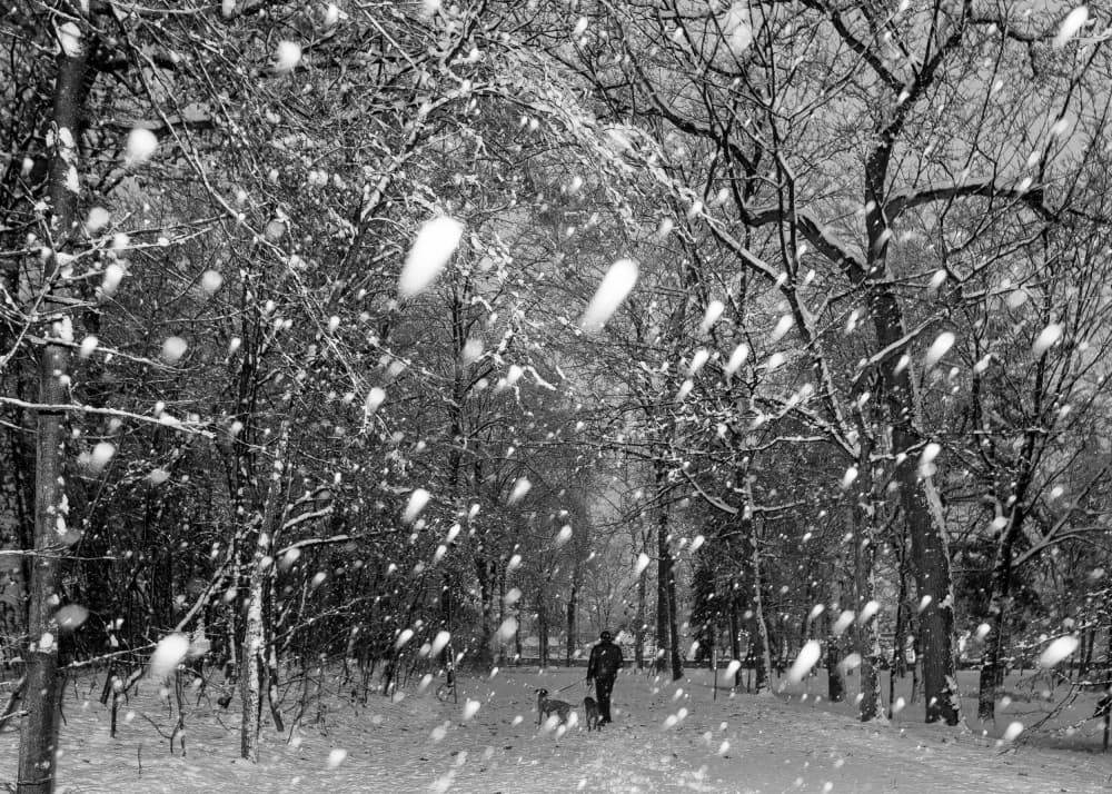 Winter Dog Walk by Michiko Ôtomo — canvas wall art