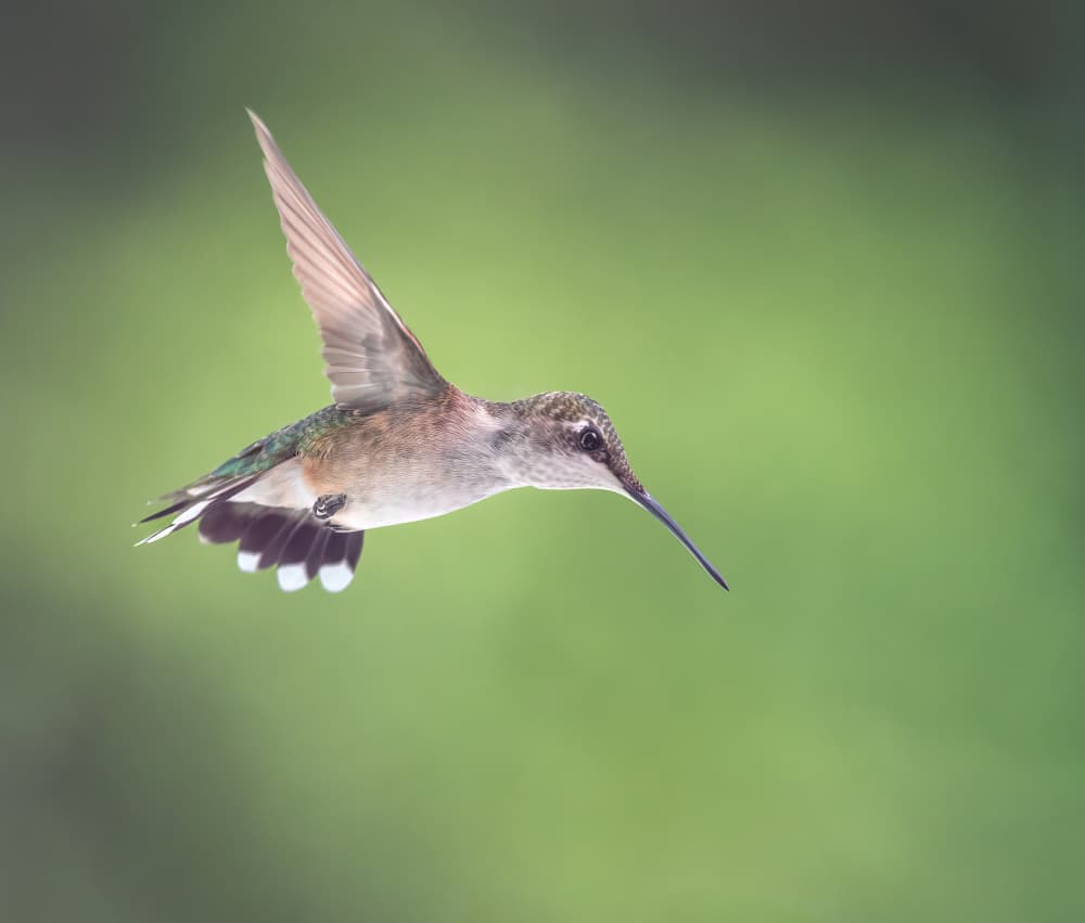 Hummingbird In Flight by Atul Saluja — canvas wall art