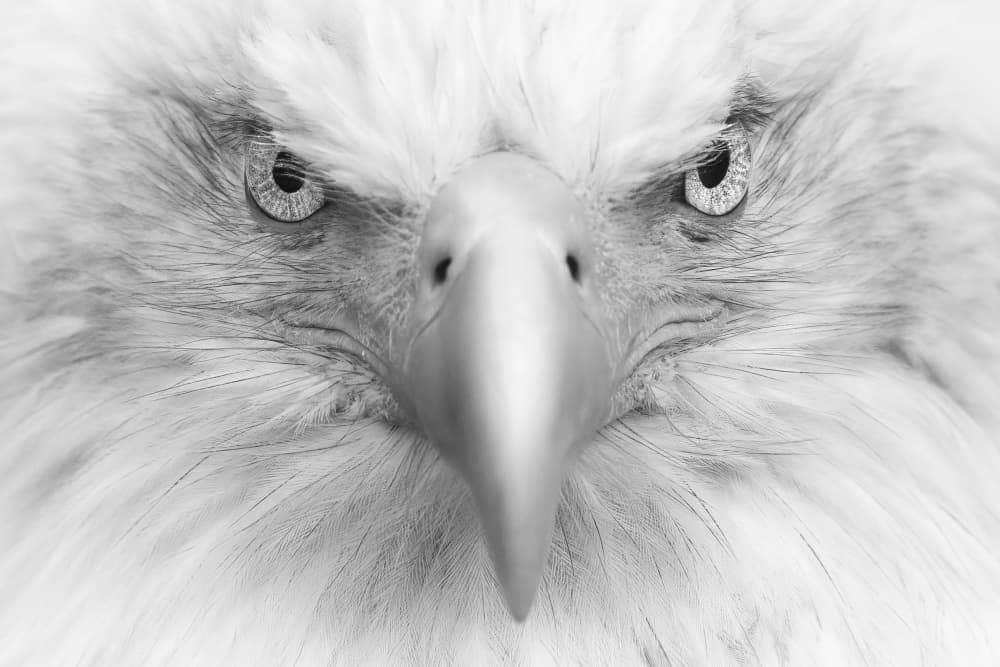 Fierce Eagle Gaze by Gustavo Costa — canvas wall art
