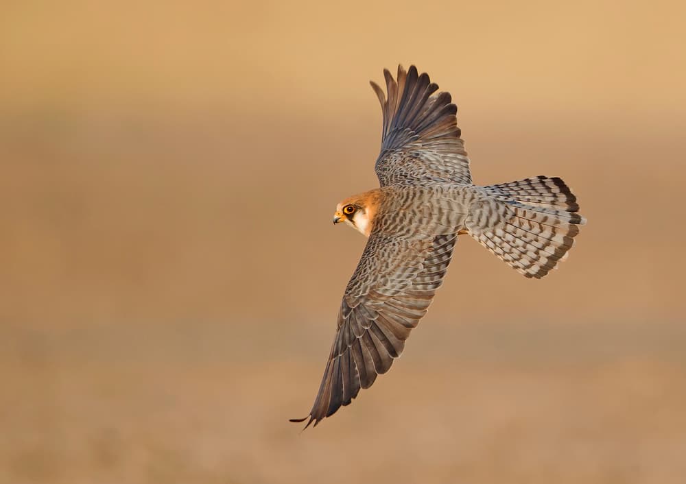 Majestic Falcon Flight by Shlomo Waldmann — canvas wall art
