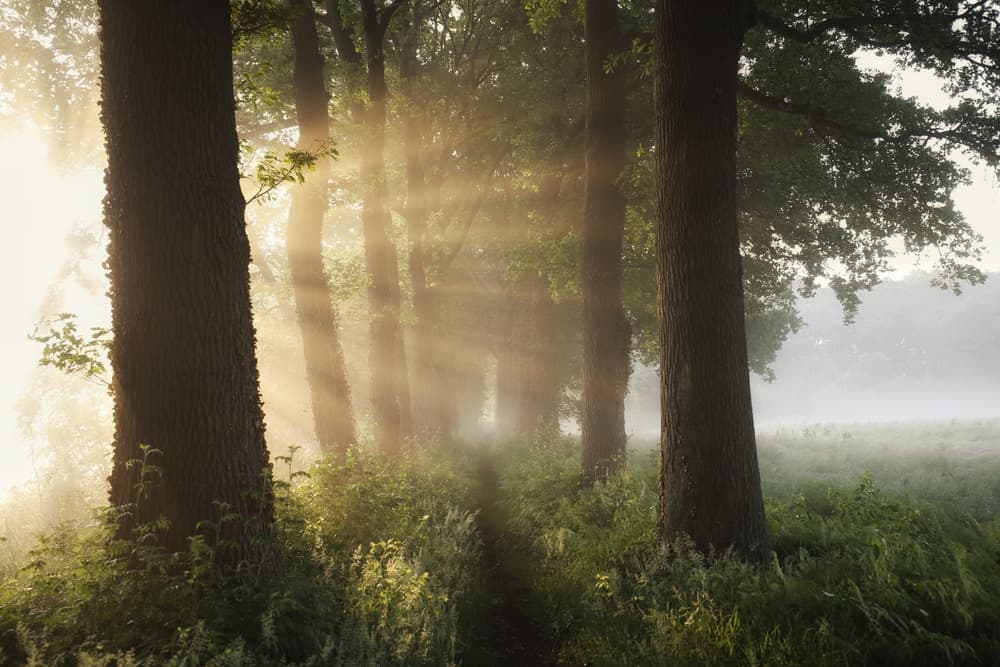 Misty Forest Sunlight by Vincent Croce — canvas wall art