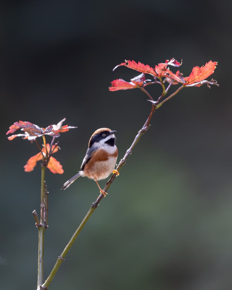 Small Bird Fall Leaves by Bill Lu — canvas wall art