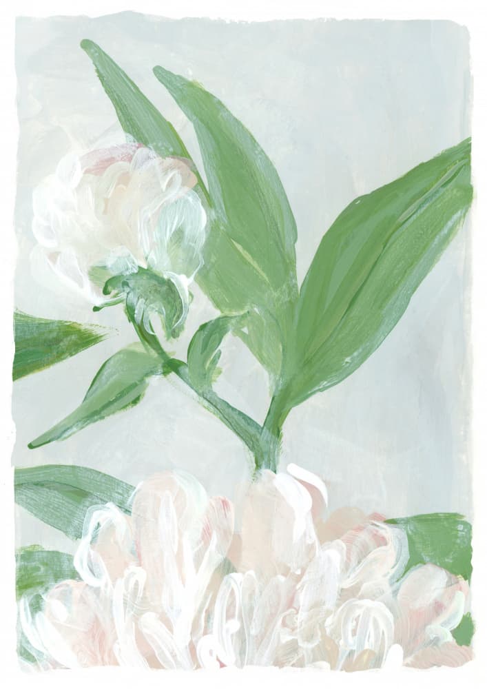 Soft Peony Blooms