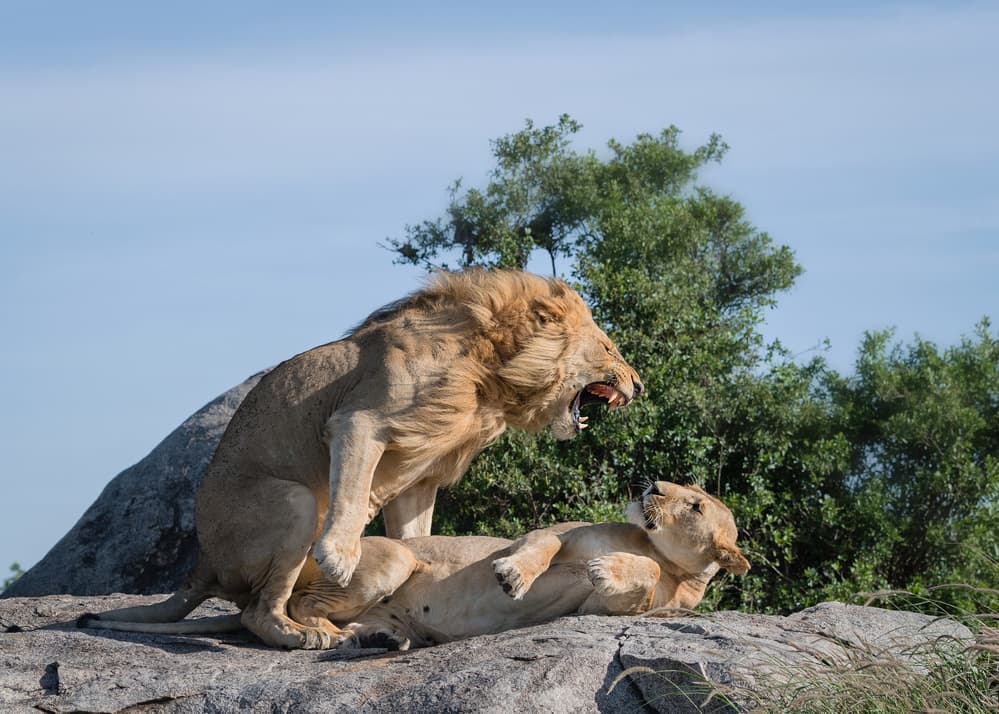 African Lion Mating Pair by Jie Fischer — canvas wall art