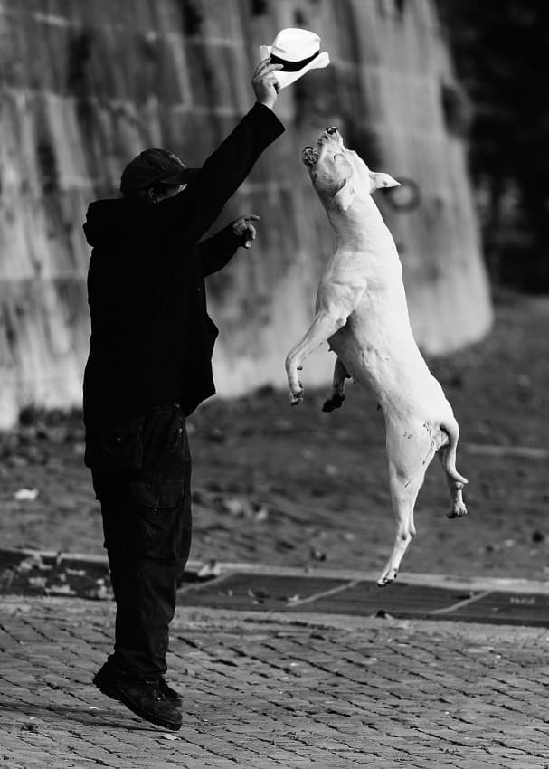 Dog Leaps For Hat by Fulvio Pellegrini — canvas wall art