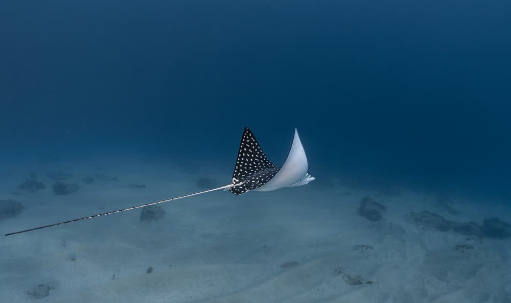 Spotted Eagle Ray by Jennifer Lu — canvas wall art