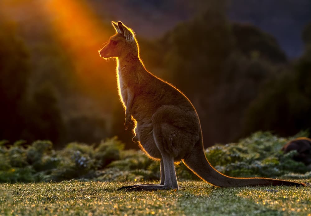 Golden Hour Kangaroo by Hung Tsui — canvas wall art
