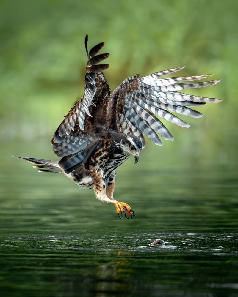 Raptor's Hunting Dive by Lisandro PEREZ — canvas wall art