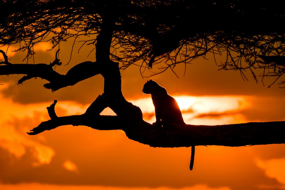 Majestic Leopard Silhouette by Adrian — canvas wall art