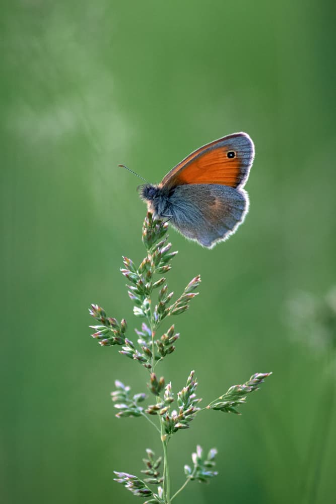 Orange Butterfly Perched by Andrii Kazun — canvas wall art