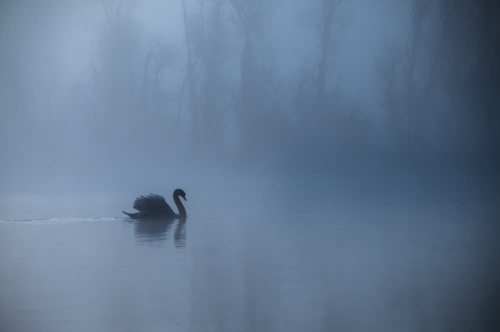 Misty Black Swan by Judy Tseng — canvas wall art