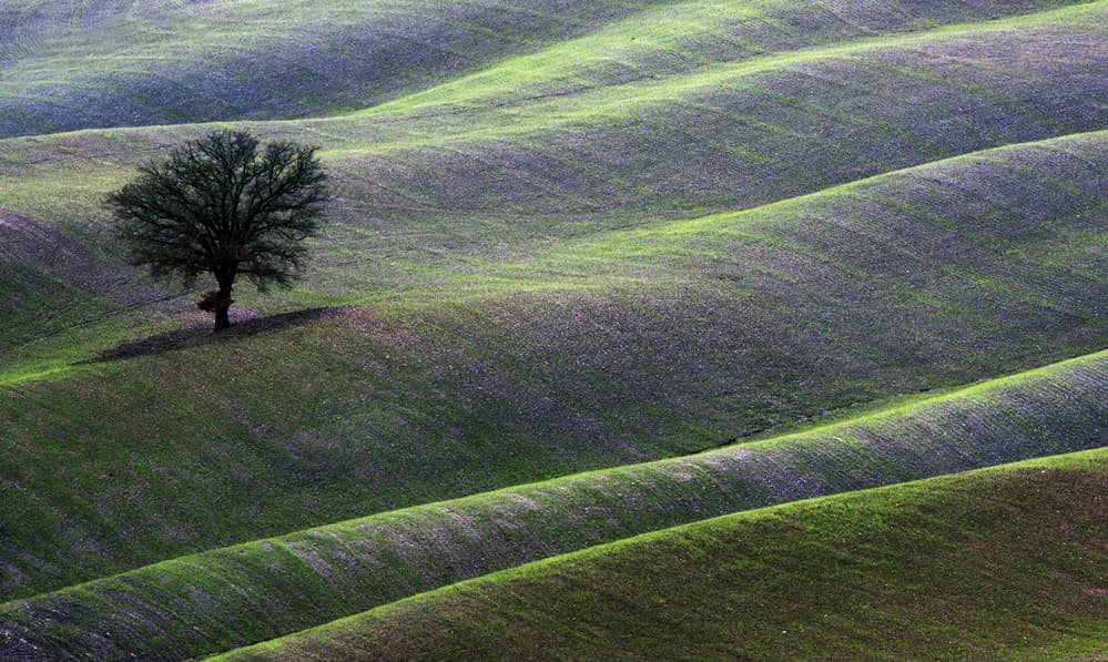 Rolling Green Hills Tree by Luciano Caturegli — canvas wall art