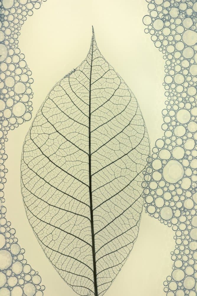 Leaf Skeleton and Bubbles by Shihya Kowatari — canvas wall art