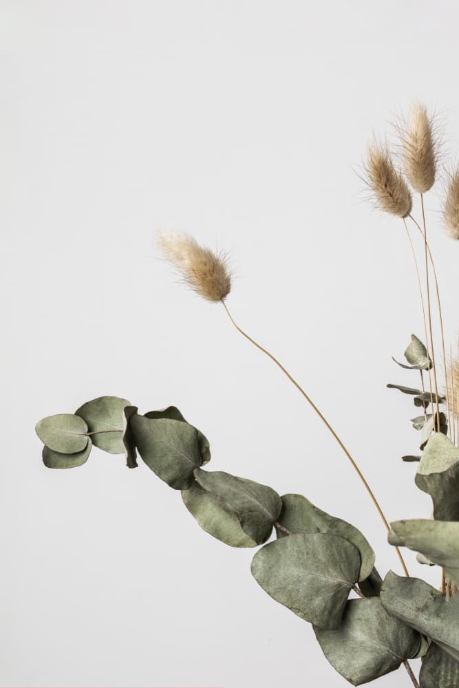 Eucalyptus Bunny Tails by Pictufy Studio III — canvas wall art