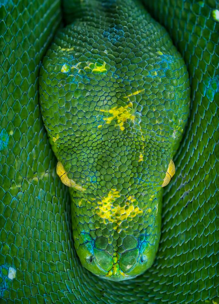 Emerald Python Gaze by Tantoyensen — canvas wall art