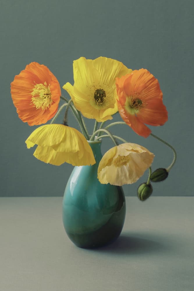 Still Life Poppies by Alyson Fennell — canvas wall art