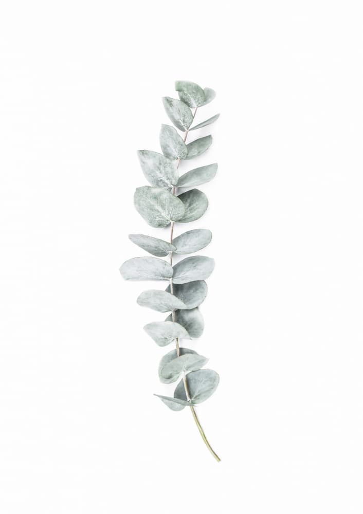 Eucalyptus II by Kathrin Pienaar — canvas wall art