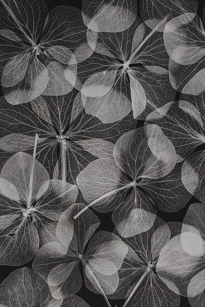 Translucent Floral Veins by Lenka — canvas wall art