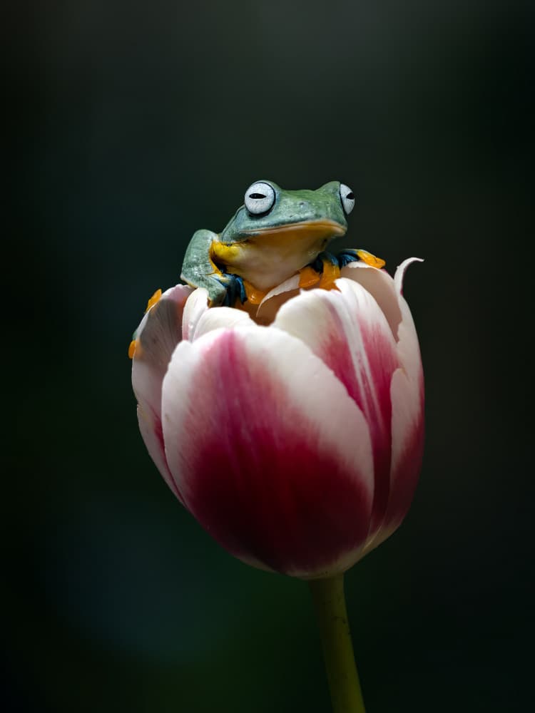 Curious Frog on Tulip by Fauzan Maududdin — canvas wall art
