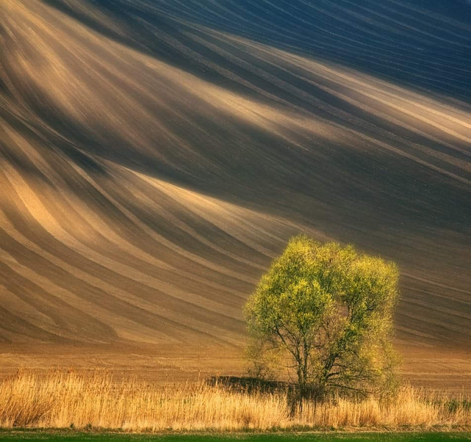Lone Tree Rolling Hills by Krzysztof Browko — canvas wall art