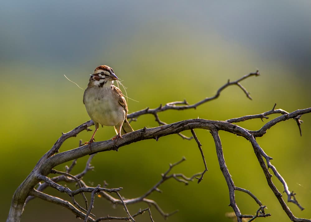 Nesting Bird Branch by verdon — canvas wall art