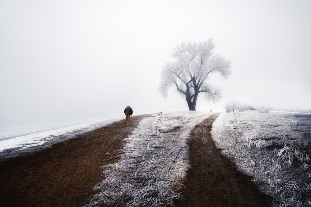 Solitary Walker Frosted Tree by Lior Yaakobi — canvas wall art