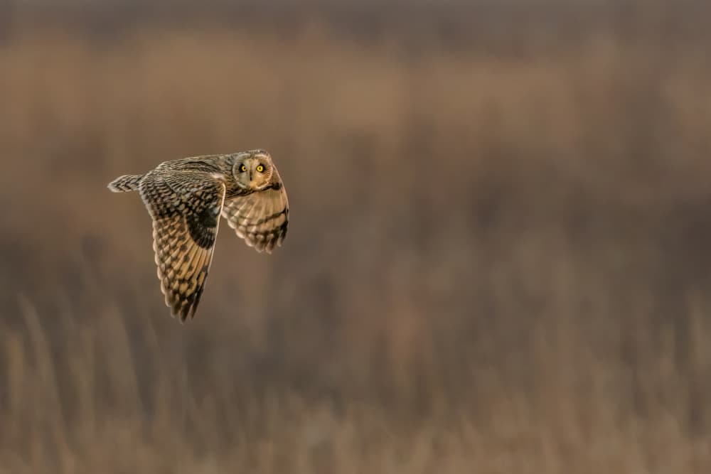 Short-eared Owl Flight by Jacob (Jian) Xu — canvas wall art