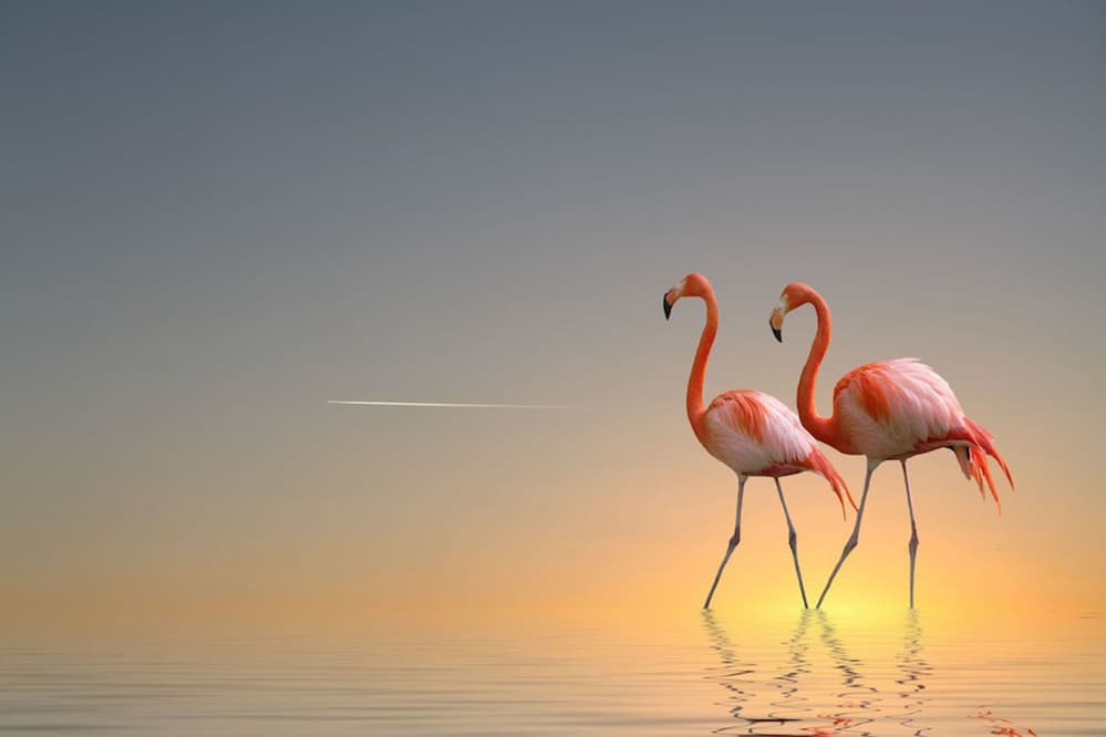 Two Flamingos Sunset by Anna Cseresnjes — canvas wall art