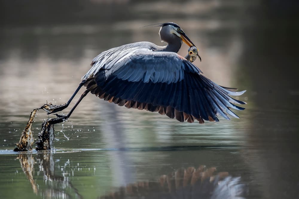 Great Blue Heron Catch by David H Yang — canvas wall art