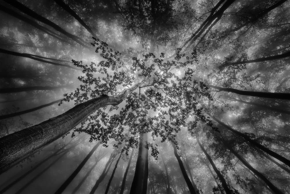 Light Through Misty Forest by Tom Pavlasek — canvas wall art