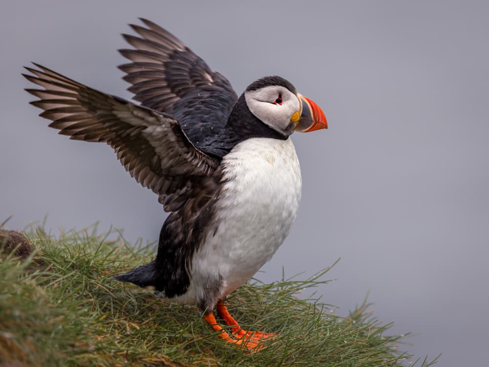 Atlantic Puffin Wings by Xiaohong Zhang — canvas wall art