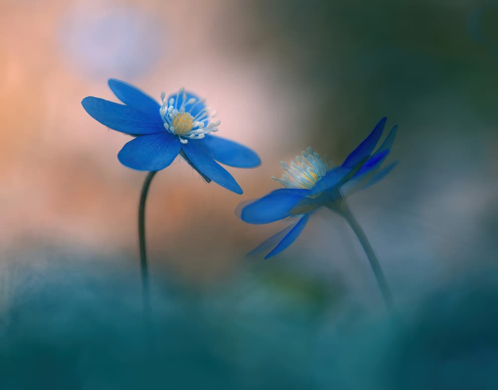 Delicate Blue Blooms by Ylva Sjögren — canvas wall art