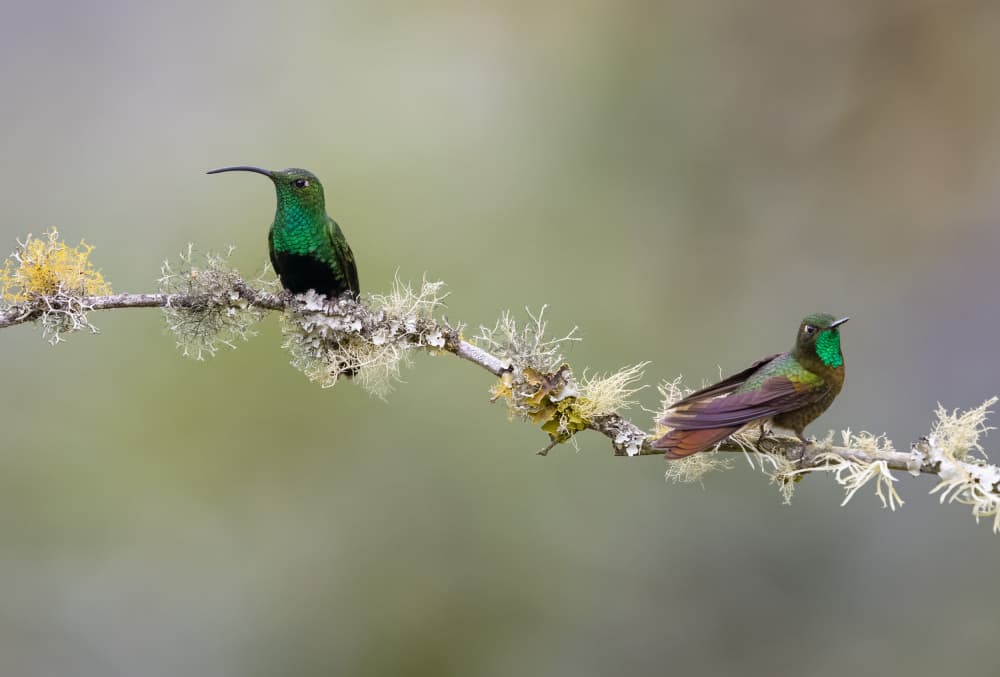 Two Hummingbirds Perched by Eugene Zhu — canvas wall art