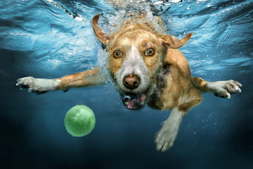 Underwater Dog Chase by Marcel Egger — canvas wall art