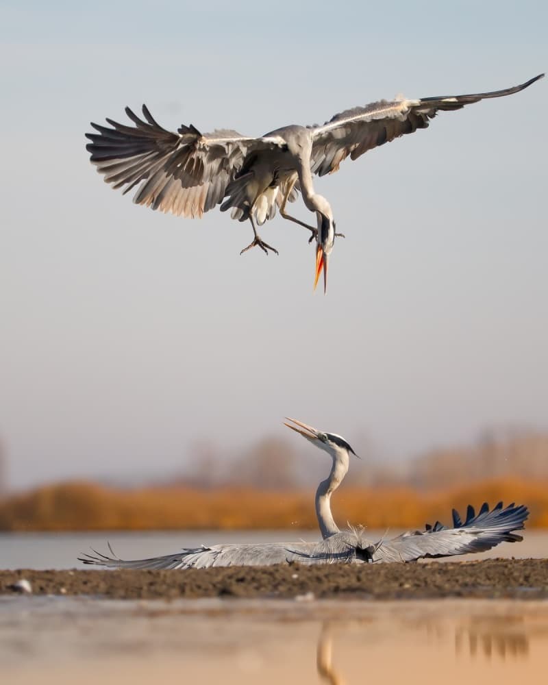 Herons In Midair Battle by Phillip Chang — canvas wall art