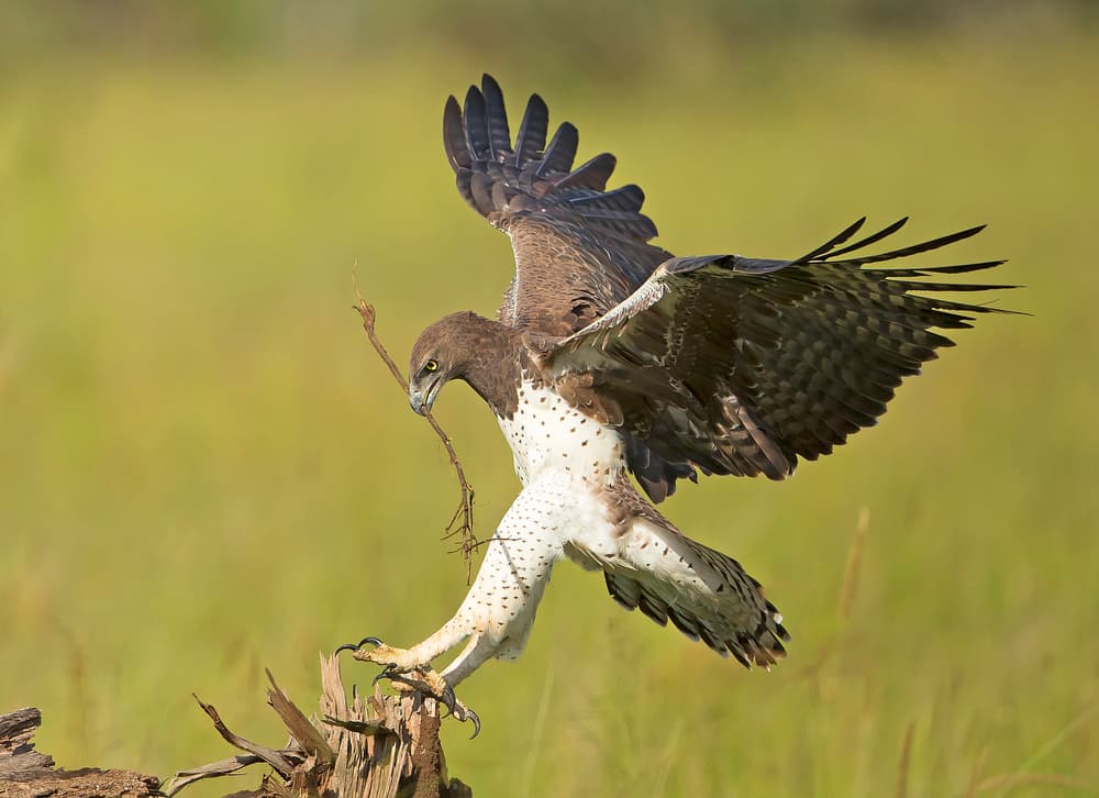 Martial Eagle Landing by Shlomo Waldmann — canvas wall art