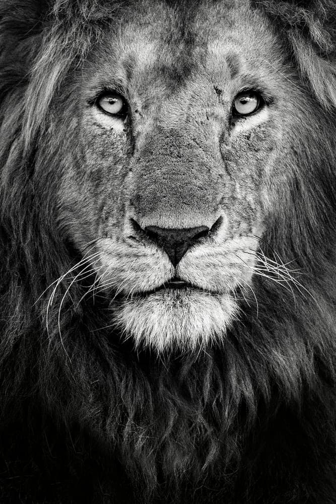 Majestic Lion Portrait by Xavier Ortega — canvas wall art