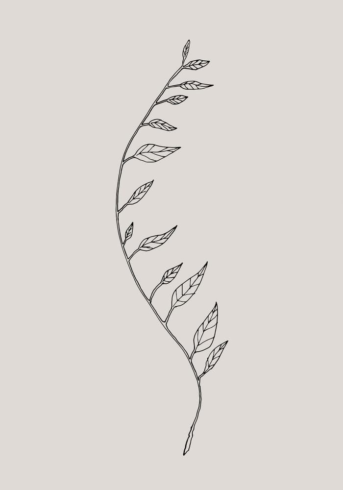 Delicate Botanical Line Art by Pictufy Studio II — canvas wall art