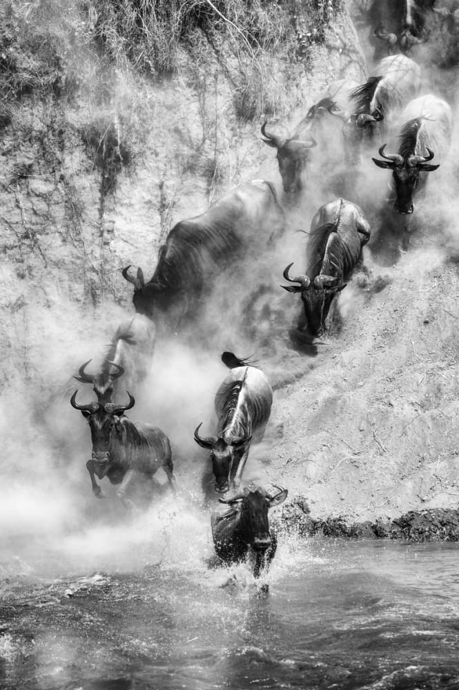 Great Migration Crossing by Mohammed Alnaser — canvas wall art