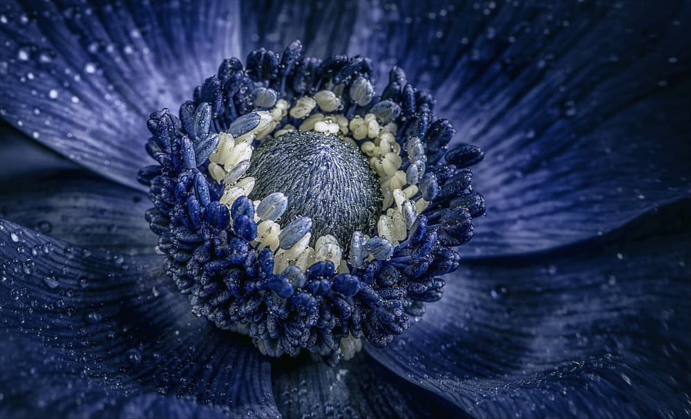 Blue Anemone Dew by Chris Coenders — canvas wall art